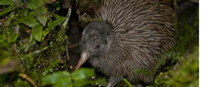 Kiwi D Okarito Especes Menacees Et Animaux En Voie De Disparition Kiwi D Okarito Especes Menacees Et Animaux En Voie De Disparition