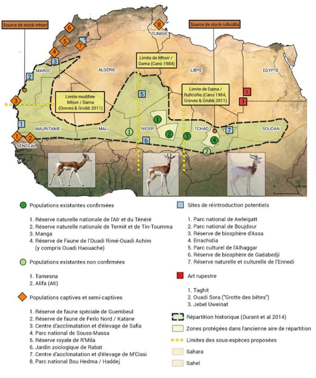 Aire de répartition de la gazelle dama