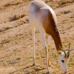 La gazelle dama