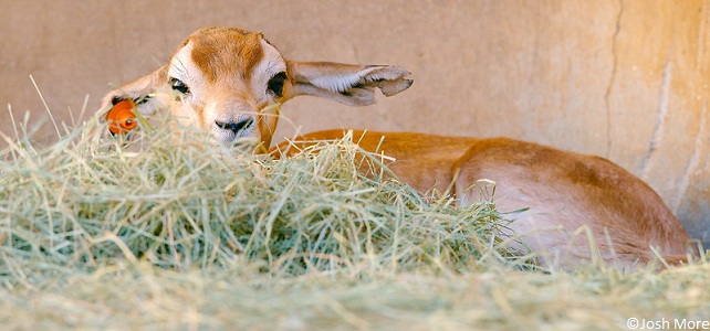 Bébé gazelle Dama