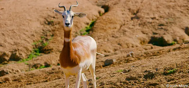La gazelle Dama, espèce menacée