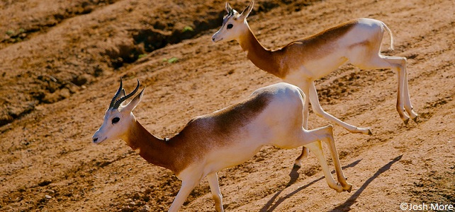 Menaces sur la gazelle Dama