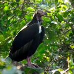 Le vautour de Pondichéry
