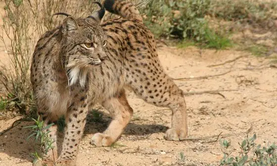 Le Lynx Pardelle Espèces Menacées Et Animaux En Voie De