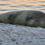 Le phoque moine de Méditerranée