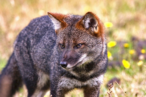 Renard De Darwin Espèces Menacées Et Animaux En Voie De