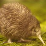 Nouvelle-Zélande : Faut-il tuer les chats pour sauver le kiwi ?