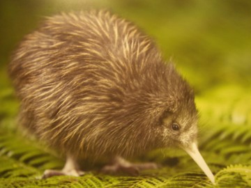 Jeune kiwi brun