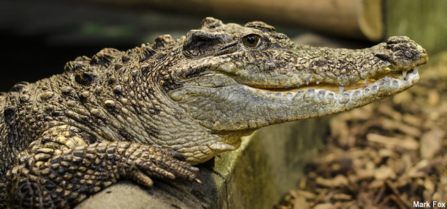 Crocodylus siamensis