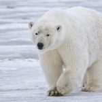 La CITES condamne l’ours polaire à de sombres jours.