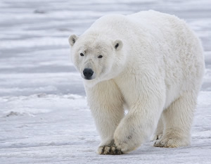 ours polaire sur la banquise