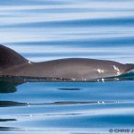 Le marsouin du golfe de Californie