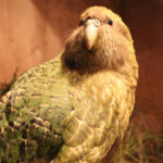 Le kakapo