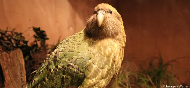 photo de kakapo