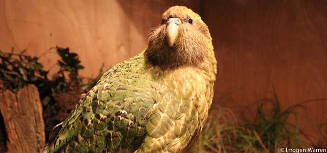 photo de kakapo