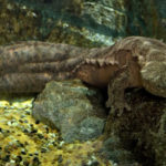 La salamandre géante de Chine