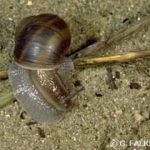 L’escargot de Corse