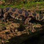 Le gecko jeyporensis