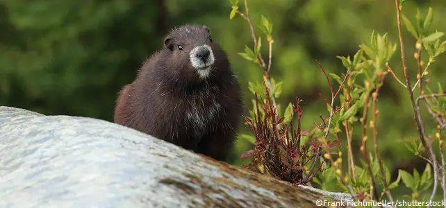 Marmotte Vancouver au Canada