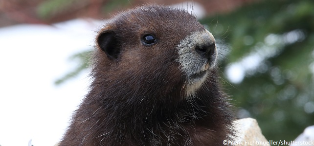 Marmotte de l'Ile de Vancouver