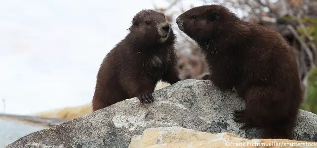 Duo de marmottes de l'île de Vancouver
