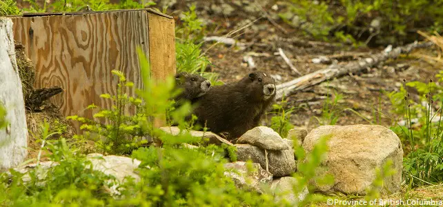 Réintroduction de marmottes de l'île de Vancouver