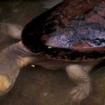 La tortue à cou de serpent – Chelodina mccordi
