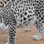 Le dernier léopard présent en Egypte est mort