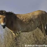 Une nouvelle jument de Przewalski au Parc de Thoiry !