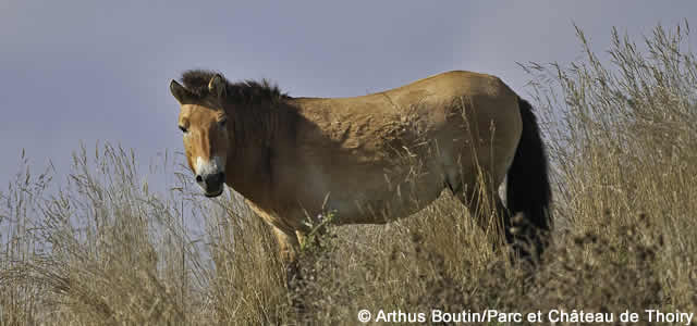 Un cheval de Przewalski