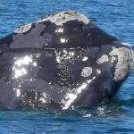 Baleine franche de l’Atlantique nord ou baleine noire