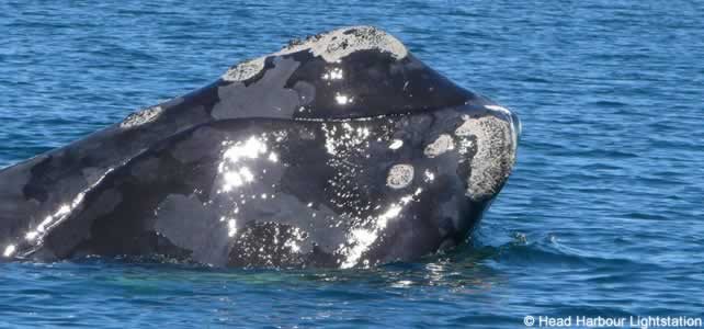 Baleine noire