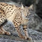 Pour le lynx d’Espagne, les efforts commencent à payer