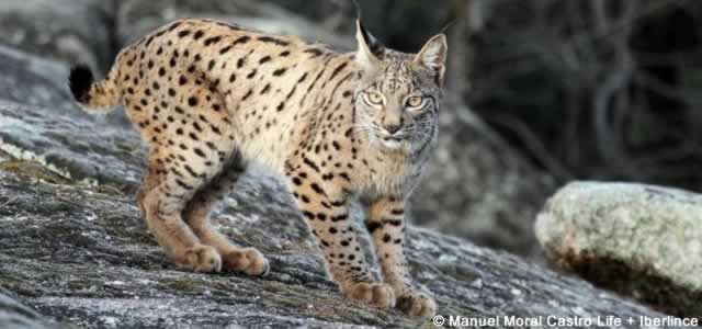 Lynx d'Espagne