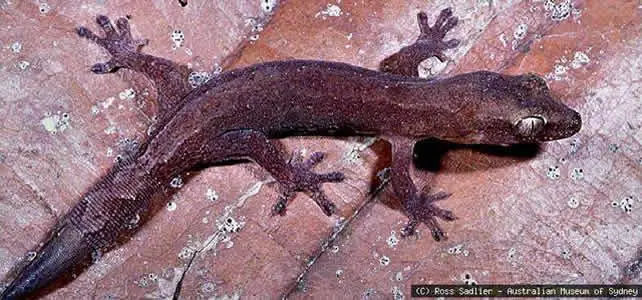 Gecko rayé du mont Taom