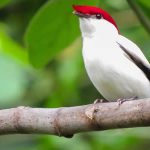 Araripe Manakin