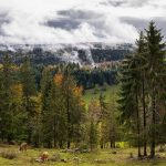 Frédéric BLUM, garde-forestier : « assurer la pérennité de la forêt avec le minimum d’interventions de l’Homme. »