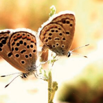 Le papillon bâton bleu du Sinaï