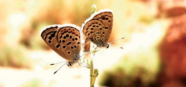 papillon égyptien baton bleu