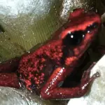 La petite grenouille rouge du Yapacana