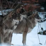 Le loup est-il une espèce menacée en France ?