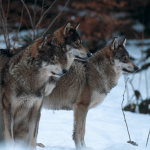 Le loup est-il une espèce menacée en France ?