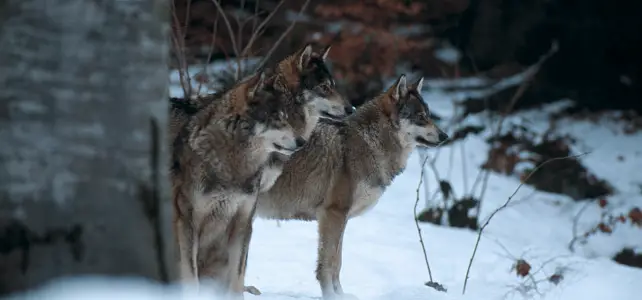 meute de loups l'hiver