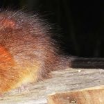 Le rat arboricole à crête rousse