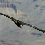 Le condor de Californie