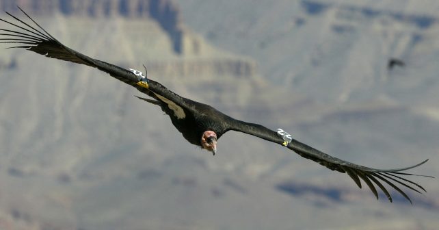 condor qui plane