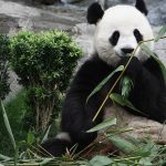 Fausse couche pour Ying Ying, la femelle panda de Hong Kong