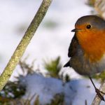 La LPO part en guerre contre le braconnage des oiseaux « familiers »