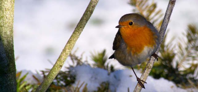 oiseau sur sa branche