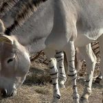 L’âne sauvage d’Afrique